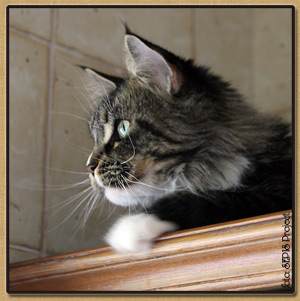 Dasti Duch Eksatazy - maine-coon