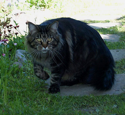 Denebola Kocurro - maine-coon
