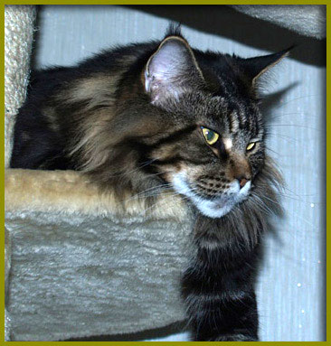 Denebola Kocurro - maine-coon