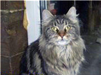 Lioncoon Maxim - maine-coon