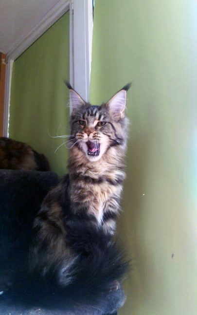 Velvet Constellation Phortuna - maine-coon
