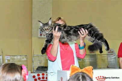 Velvet Constellation Phortuna - maine-coon
