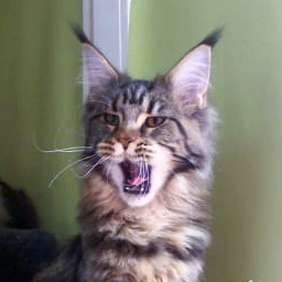 Velvet Constellation Phortuna