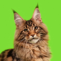 Super Star Kazanova Juli Coon