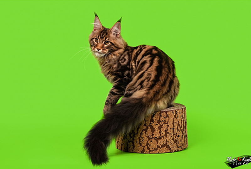 Super Star Kazanova Juli Coon - maine-coon