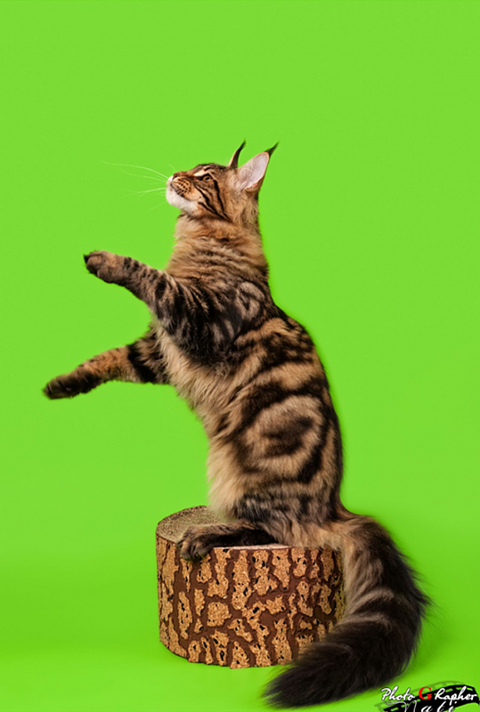 Super Star Kazanova Juli Coon - maine-coon