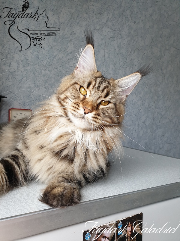 Faydark Galadriel - Взрослый мейн-кун 1 год 1 месяц 0,5 недель