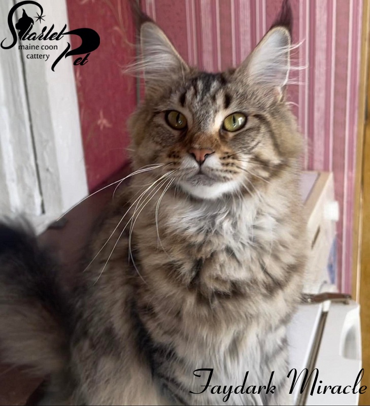 Faydark Miracle - Adult maine-coon 1 year 5 months 2 weeks