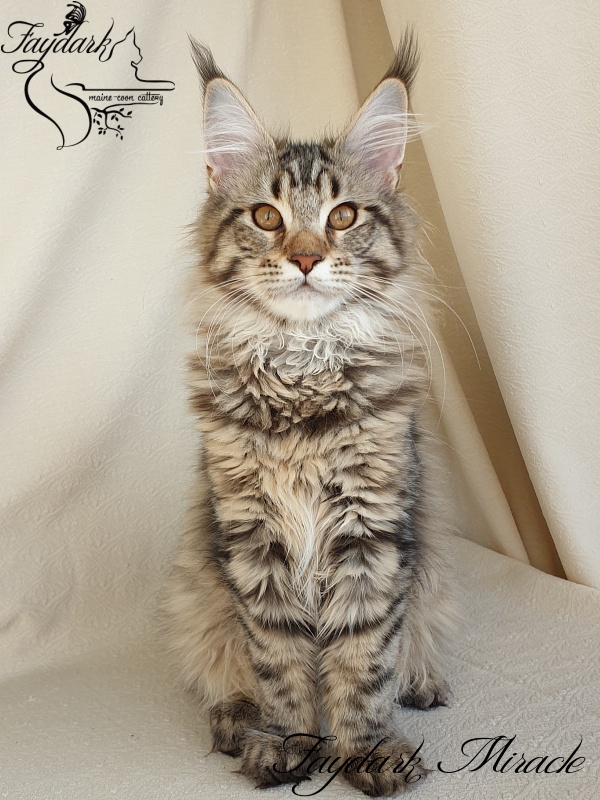 Faydark Miracle - Kitten maine-coon 4 months 1 week