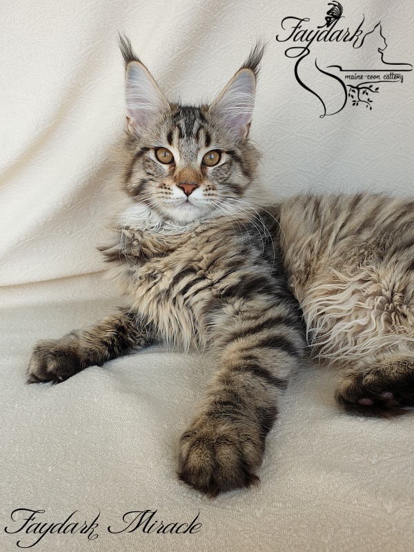 Faydark Miracle - Kitten maine-coon 4 months 1 week
