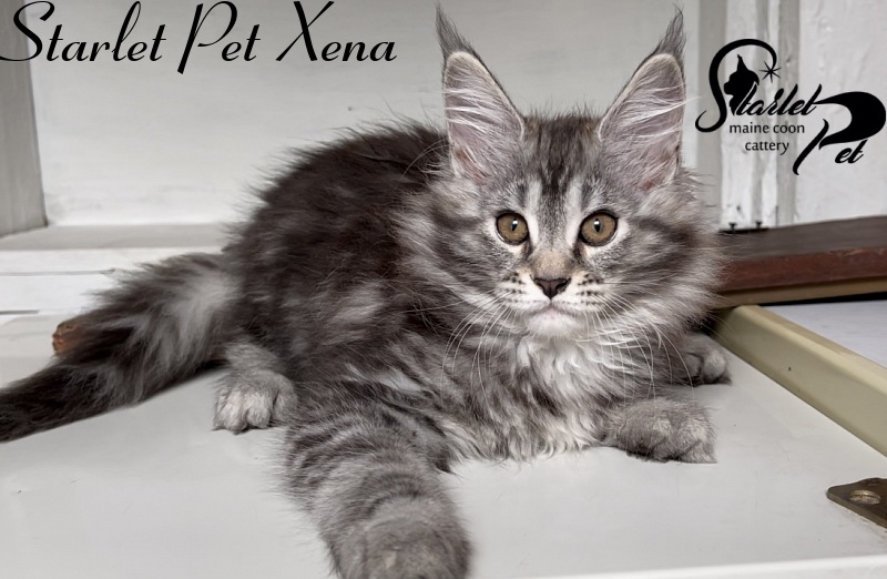 Starlet Pet Xena - Kitten maine-coon 2 months 3 weeks