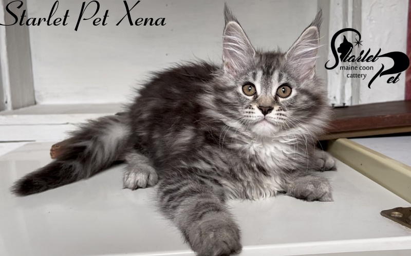 Starlet Pet Xena - Kitten maine-coon 2 months 3 weeks