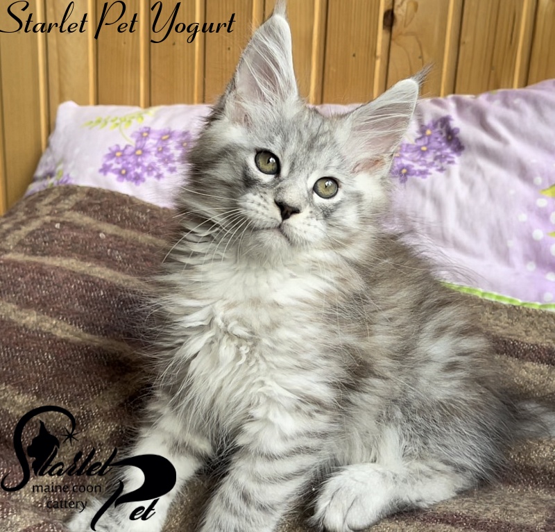 Starlet Pet Yogurt - Kitten maine-coon 2 months