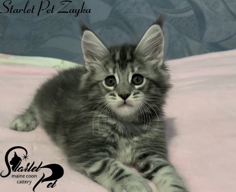 Starlet Pet Zayka - maine-coon