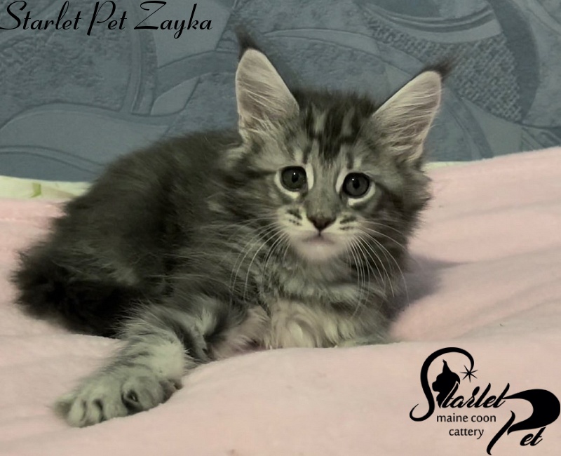 Starlet Pet Zayka - maine-coon