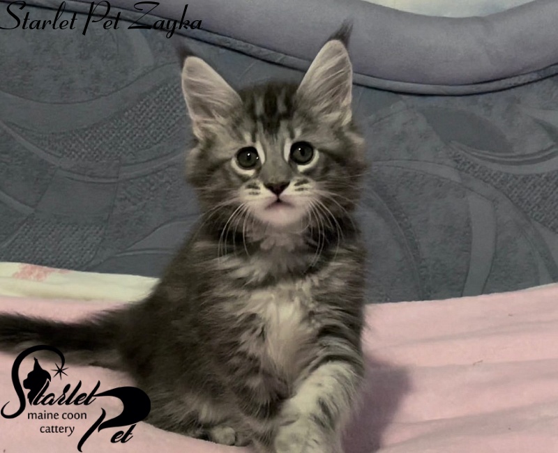 Starlet Pet Zayka - maine-coon