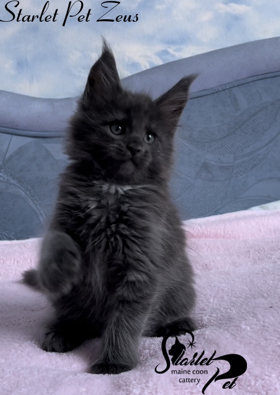 Starlet Pet Zeus - Kitten maine-coon 1 month 4 weeks