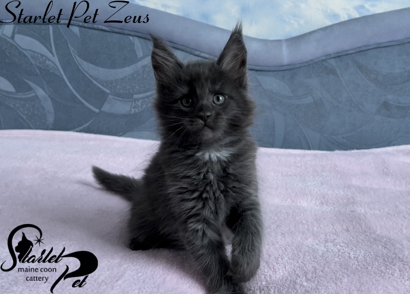 Starlet Pet Zeus - Kitten maine-coon 1 month 4 weeks