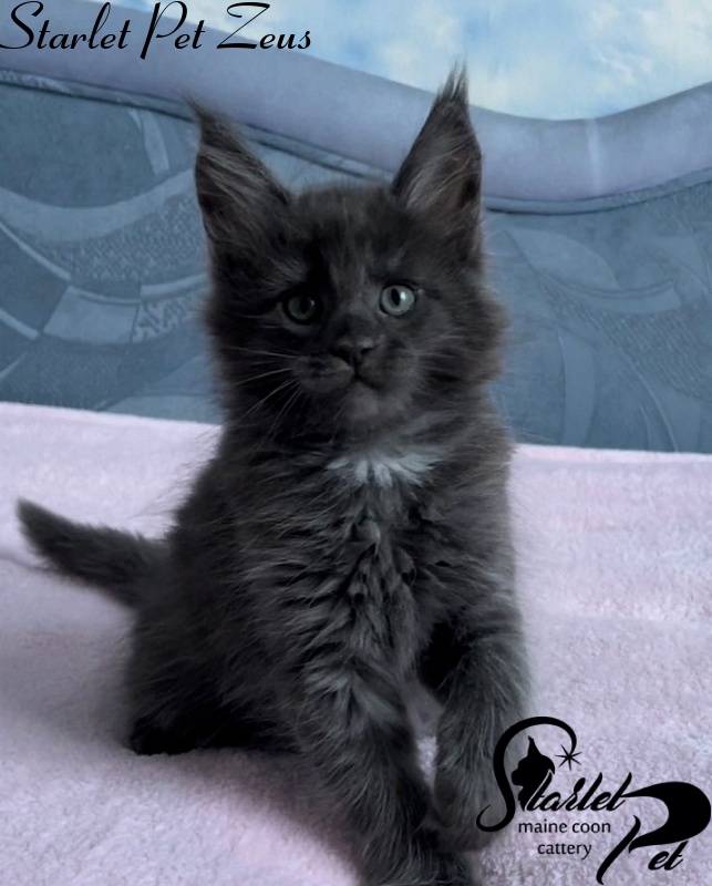 Starlet Pet Zeus - maine-coon