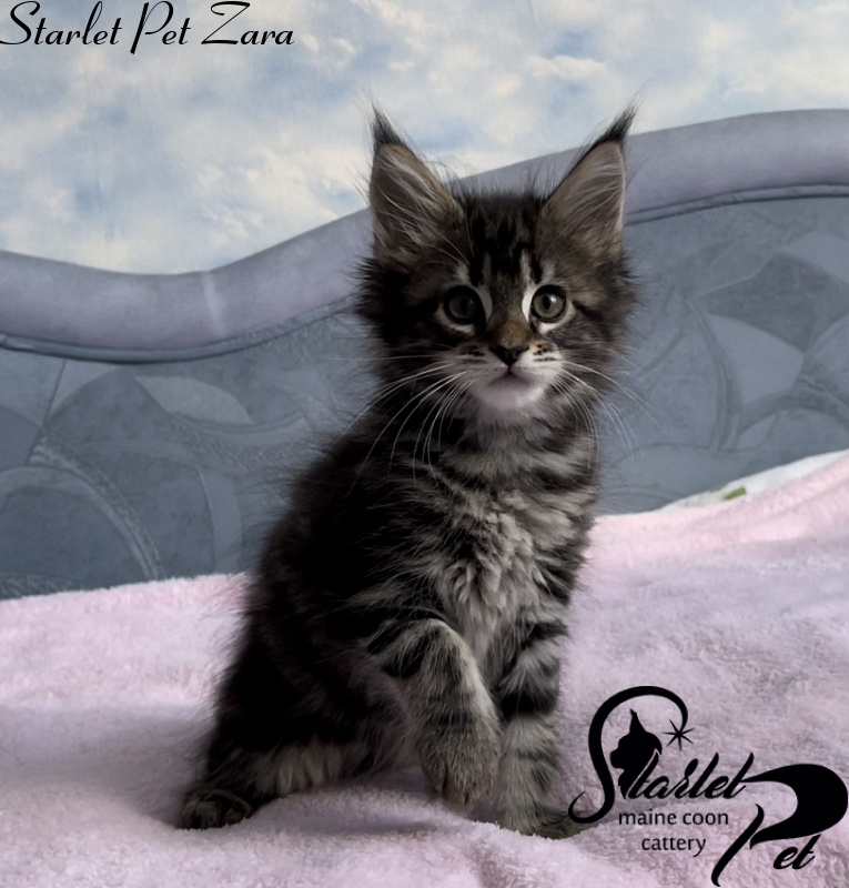 Starlet Pet Zara - Котенок мейн-кун 1 месяц 4 недели