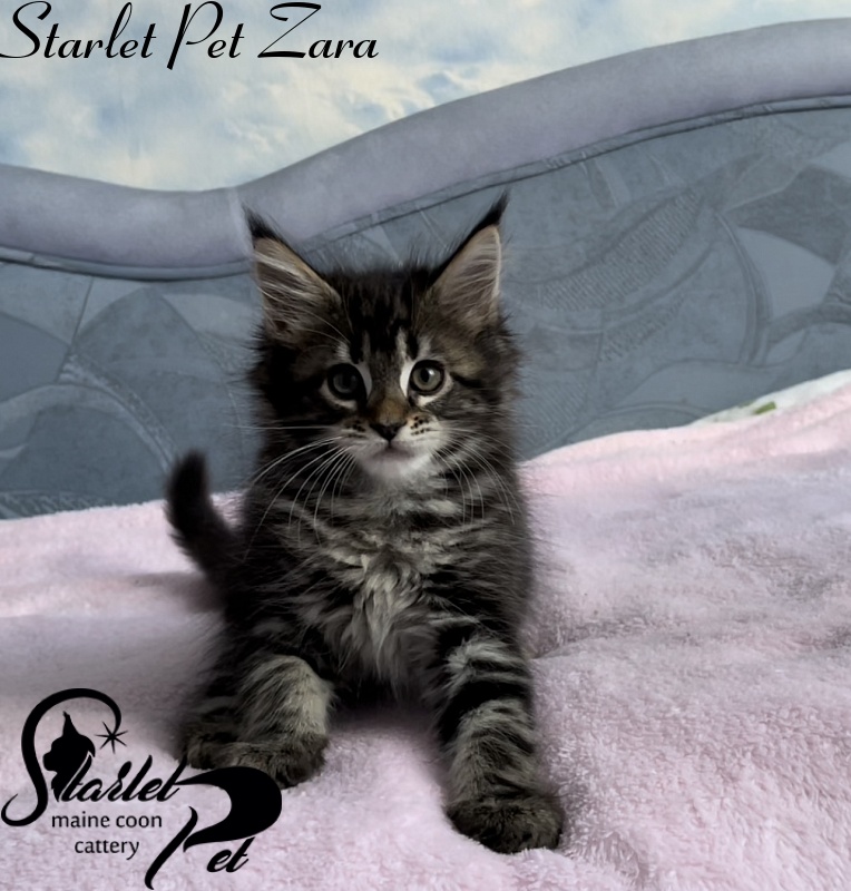Starlet Pet Zara - Котенок мейн-кун 1 месяц 4 недели