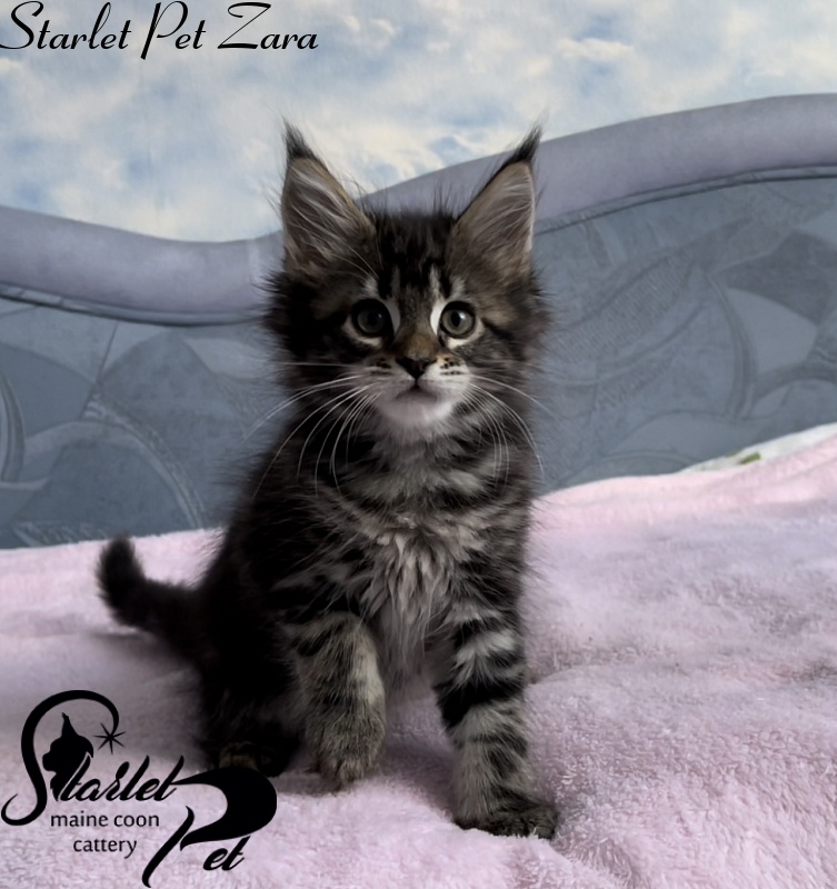 Starlet Pet Zara - Котенок мейн-кун 1 месяц 4 недели