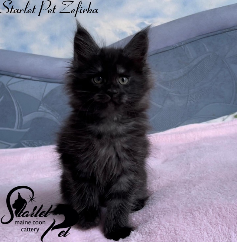 Starlet Pet Zefirka - maine-coon