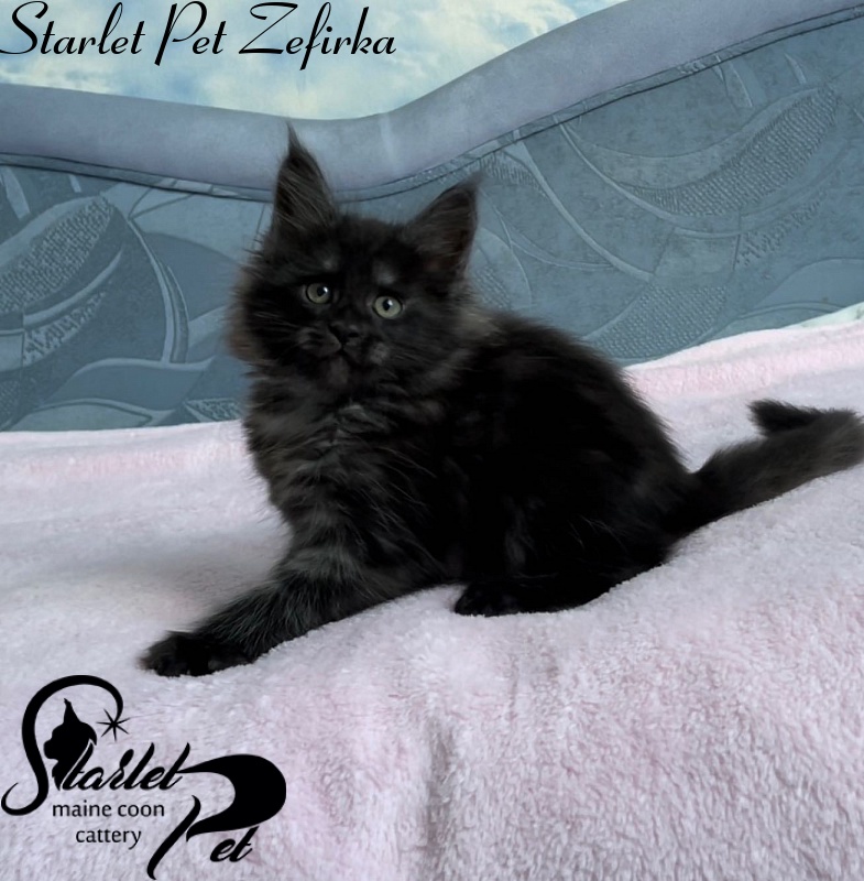 Starlet Pet Zefirka - maine-coon