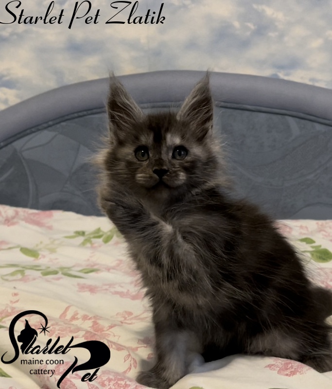 Starlet Pet Zlatik - Kitten maine-coon 1 month 4 weeks