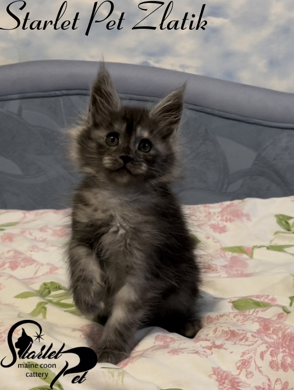 Starlet Pet Zlatik - Kitten maine-coon 1 month 4 weeks