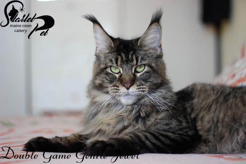 Double Game Gentle Jewel - Adult maine-coon 11 months
