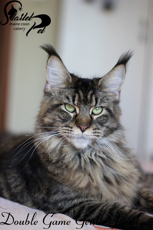 Double Game Gentle Jewel - Adult maine-coon 11 months
