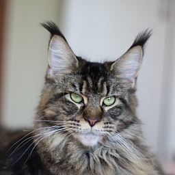 Double Game Gentle Jewel