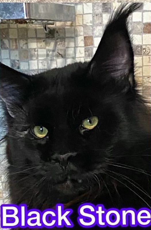 Black Stone Gentle Jewel - maine-coon