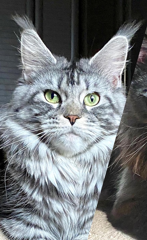 Philadelphia Style Czeri - maine-coon