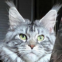 Philadelphia Style Czeri