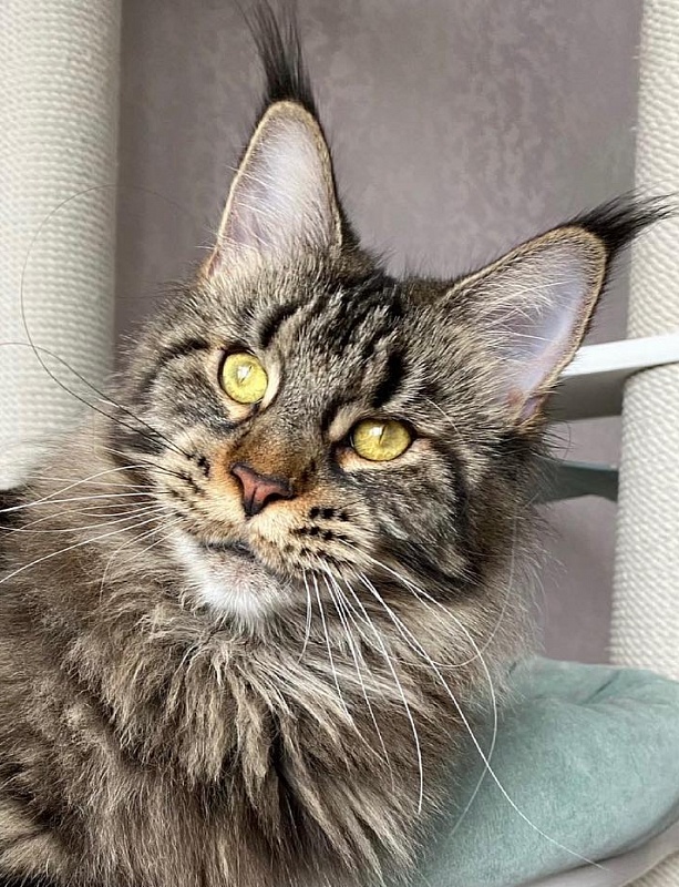 Millefeillya Krasniy Dar - maine-coon