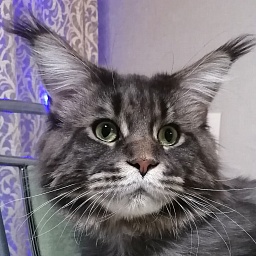 Vincent Murrena Coon