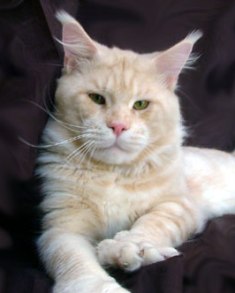 Justcoons I Came For You - maine-coon