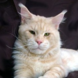 Justcoons I Came For You