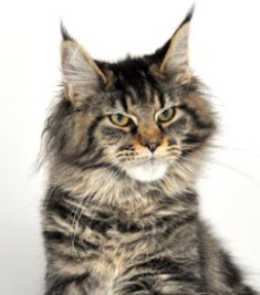 Justcoon's Plenty O'Toole - maine-coon