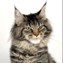 Justcoon's Plenty O'Toole