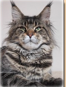 Shaycoon's Mufasa - maine-coon