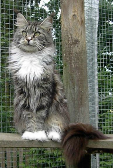 Wilderland American Beauty - maine-coon