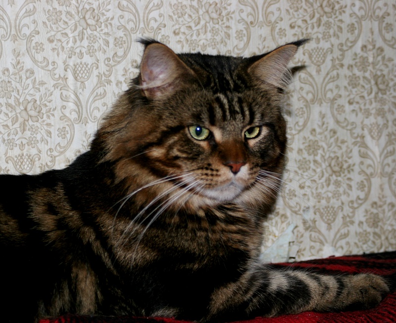 Rolex Un Souna Moon - maine-coon 10/01/2012