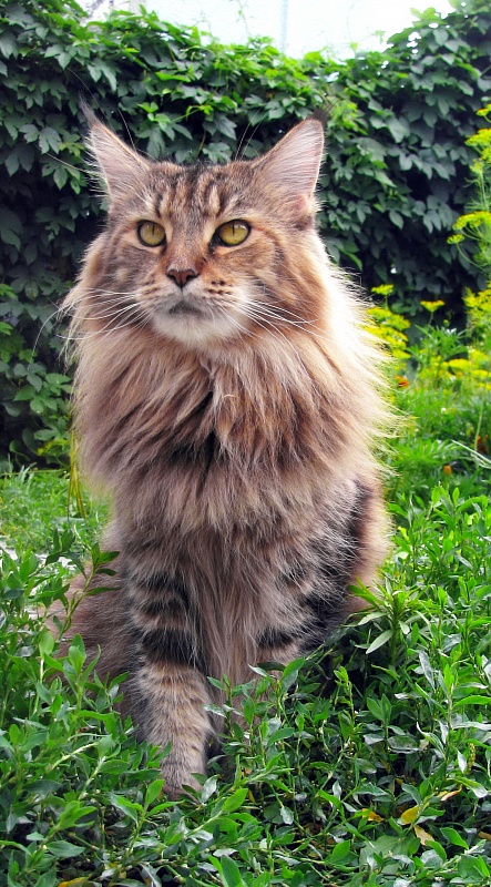 Mascot Bartalameo - maine-coon 07/20/2015