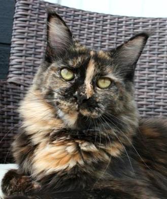 Tojo Polaris Victoria Beckham - maine-coon