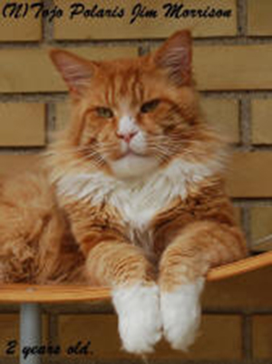 Tojo Polaris Jim Morrison - мейн-кун