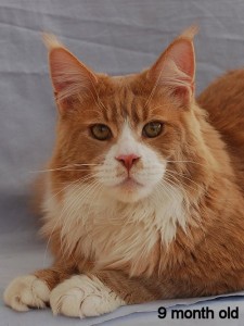 Mountaineer's Beach Boy - мейн-кун