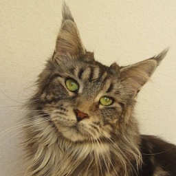 Remind's Taramoon Cheyenne